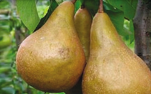 BOSKOVA BOCICA