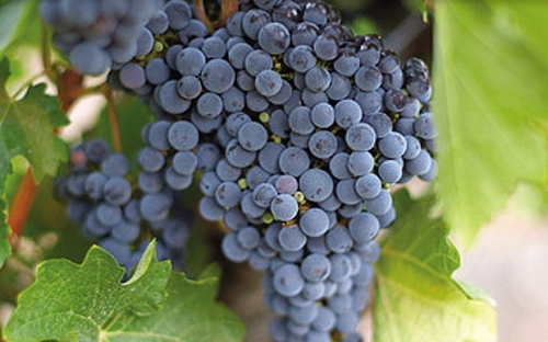 CABERNET SAUVIGNON I KLONOVI R5, E153