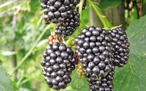 CACANSKA BESTRNA