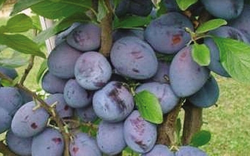CACANSKA LEPOTICA