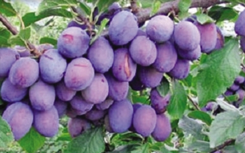 CACANSKA RODNA