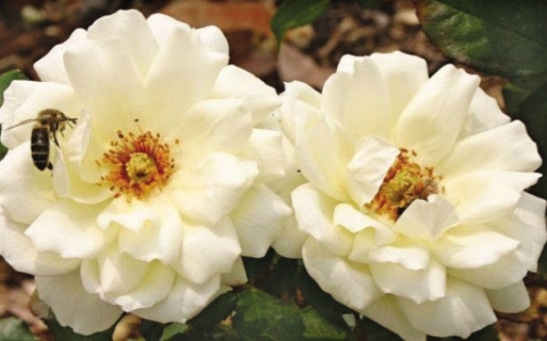 EDELWEISS