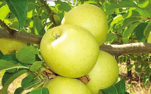 GOLDEN DELICIOUS CLONE B