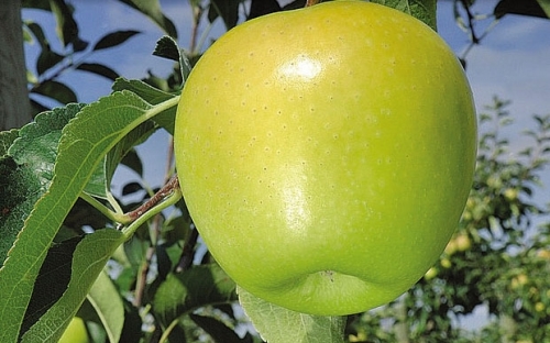 GOLDEN DELICIOUS CLONE B REINDEERS