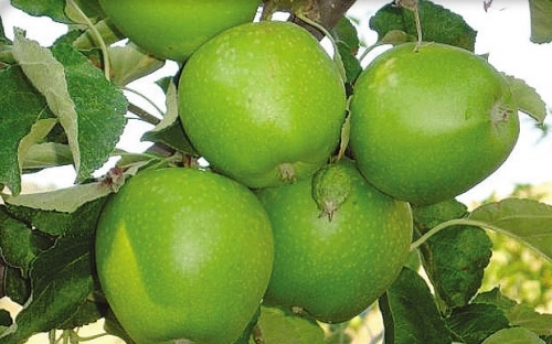 GRANNY SMITH