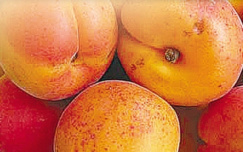 HUNGARY BEST(MADARSKA MAJBOLJA)