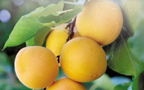 KESKEMETSKA RUZA