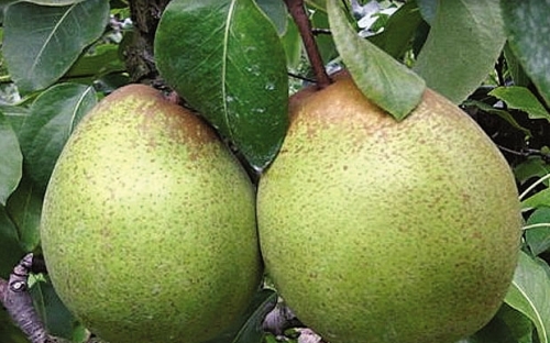 KRASANKA_PASSE GRASSANE