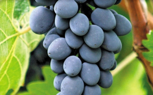 MOLDOVA