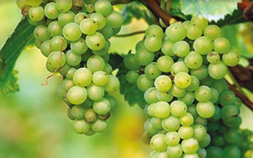 PINOT BLANK