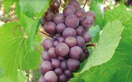 PINOT GRIS