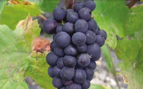PINOT NOIR I KLONOVI R4