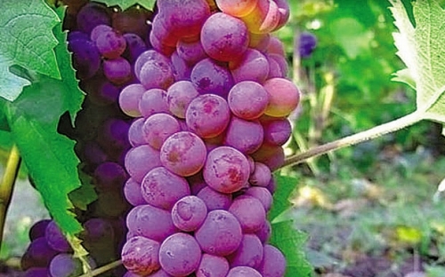 PLOVDINA