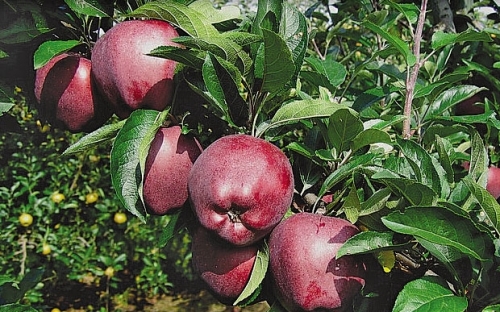 RED SPUR DELICIOUS