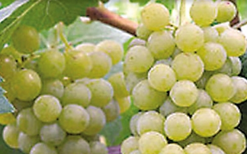 RIESLING DE RHINE 8b 49_1