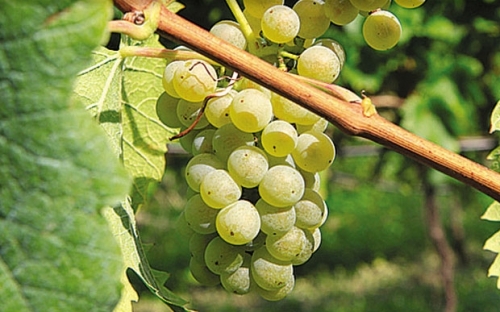 RIESLING ITALICO I KLONOVI SK 54