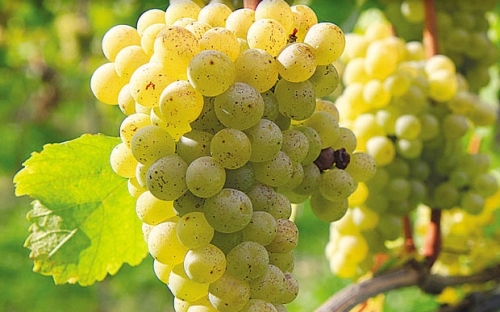 SAUVIGNON BLANC KT 10
