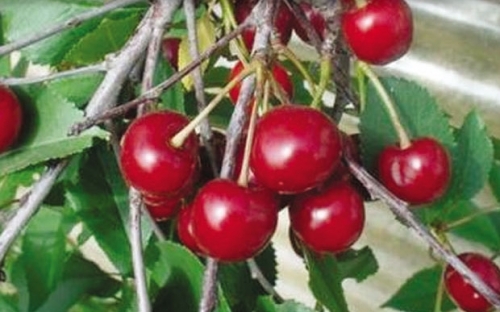 SUMADINKA