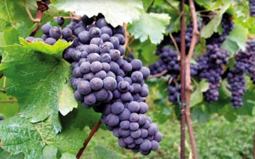 VRANAC