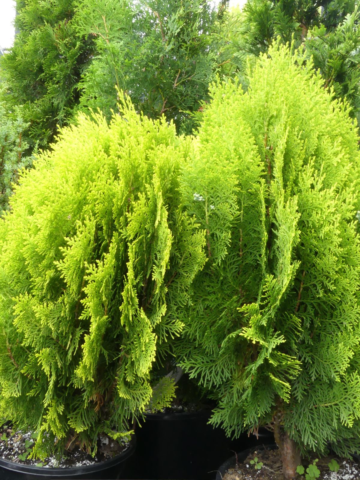 Туя западная Aurea Nana
