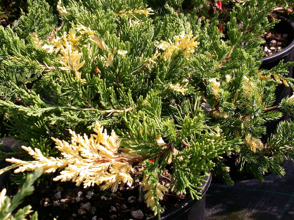 Можжевельник китайский Экспанса Вариегата (Juniperus chinensis Expansa Variegata)