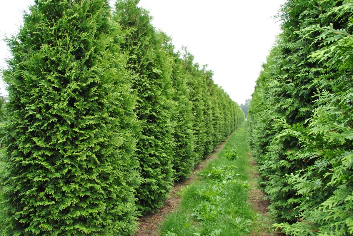 Туя западная Брабант (Thuja occidentalis Brabant)