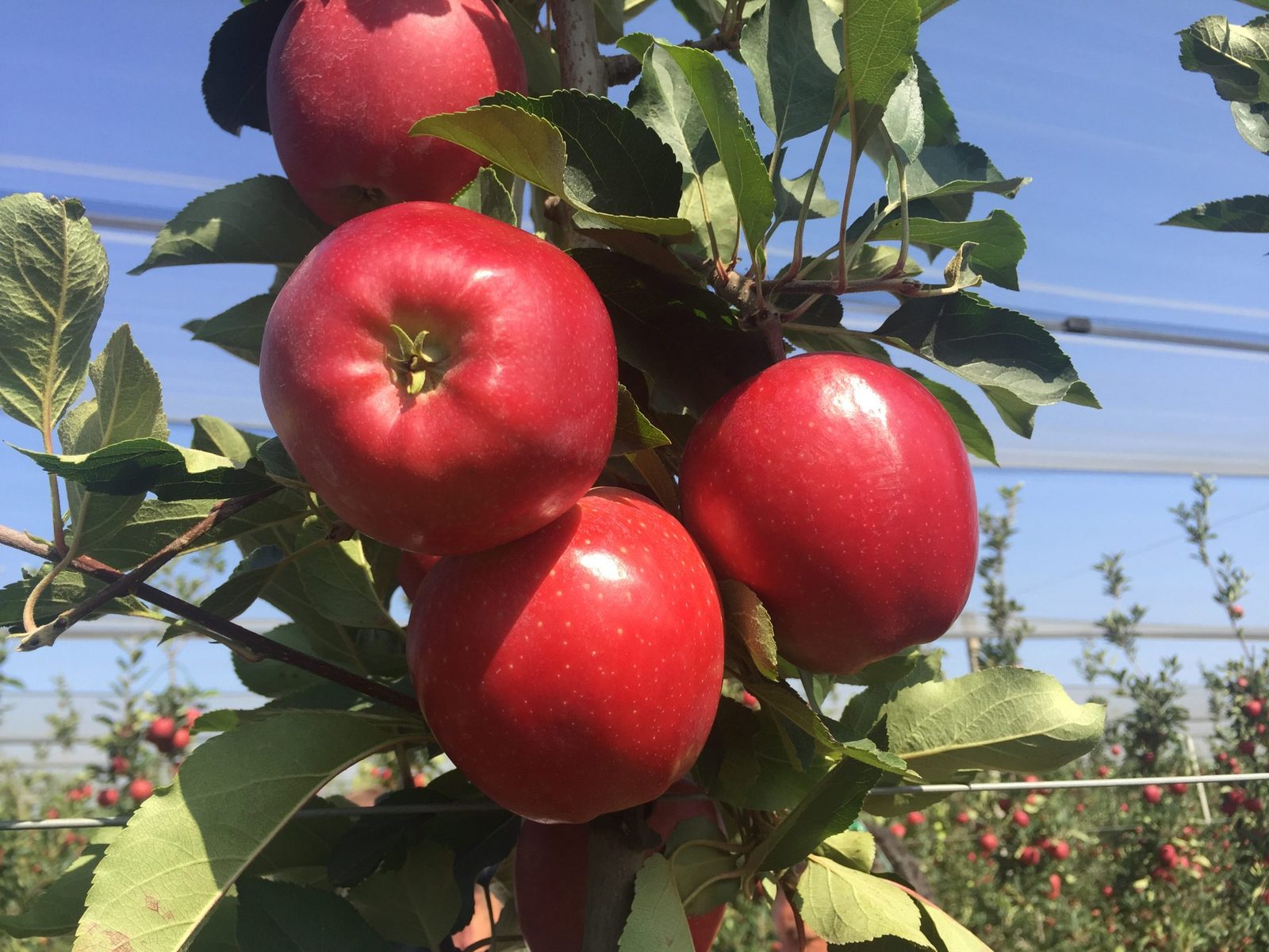 MALUS DOMESTICA DEVIL GALA