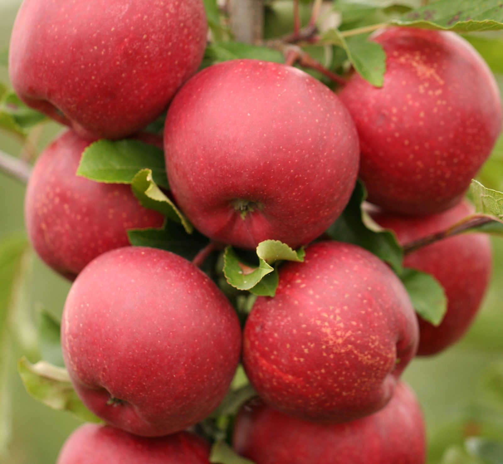 GALA SCHNIGA RED