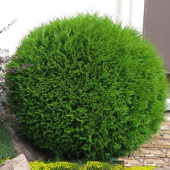 GLOBOSA