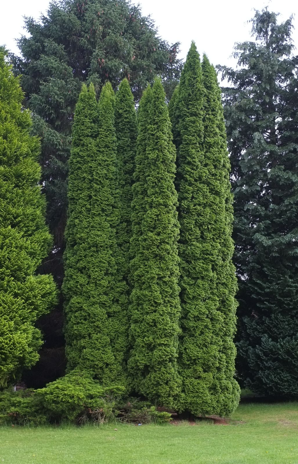 Thuja occidentalis Holmstrup